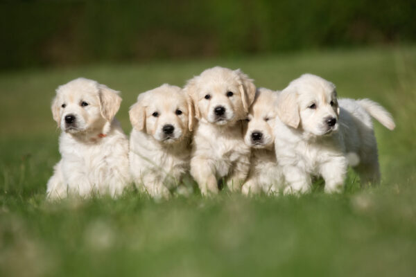 Litter of five cute purebred golden retriever puppies outdoors in the nature on grass meadow on a sunny summer day.